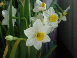 水仙花开,探寻自然之美与生命奥秘