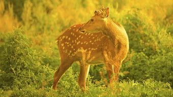 呦呦鹿鸣,探寻自然与文化的和谐共鸣